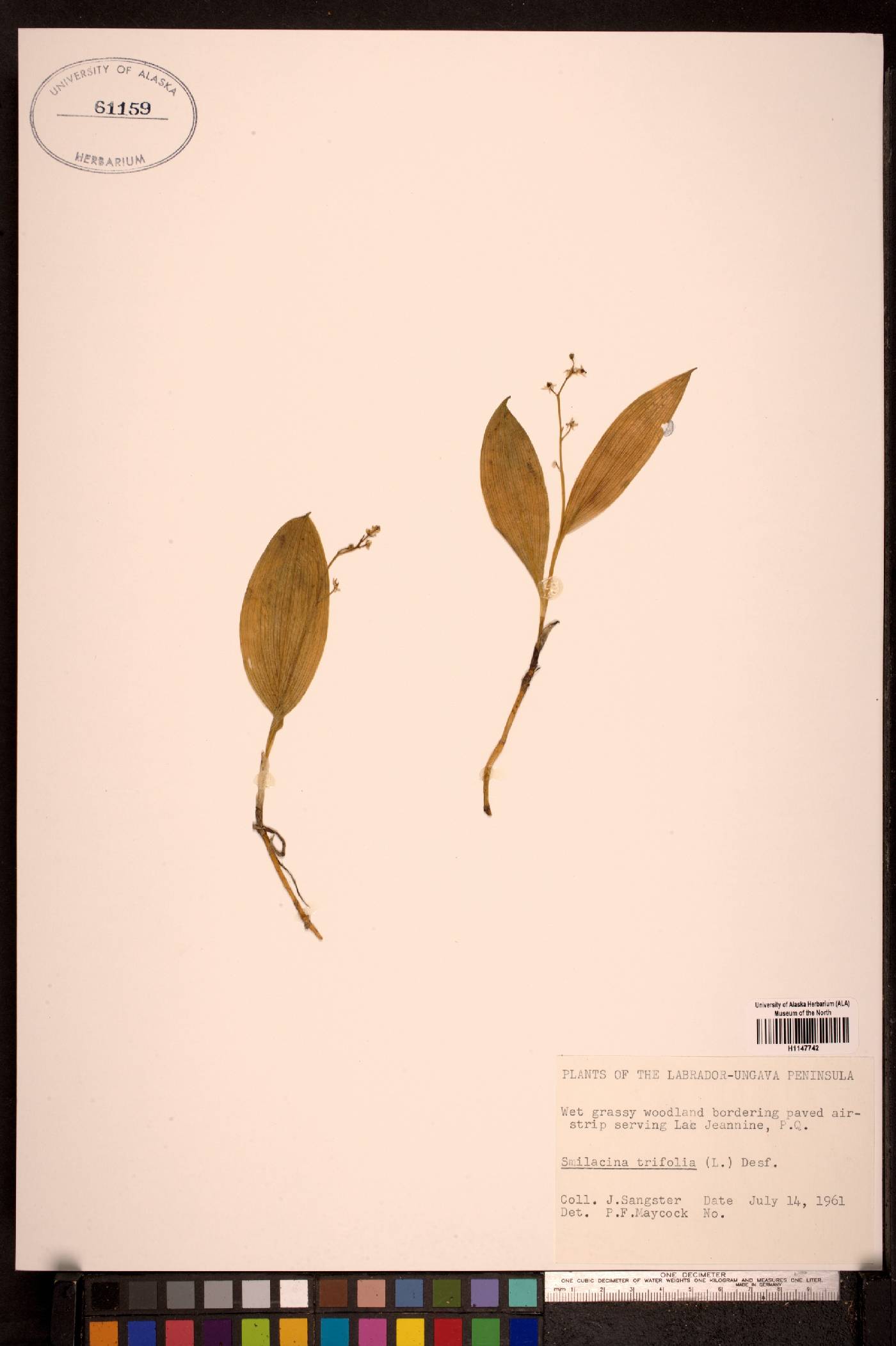 Maianthemum trifolium image