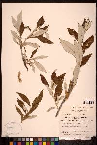 Salix alaxensis image