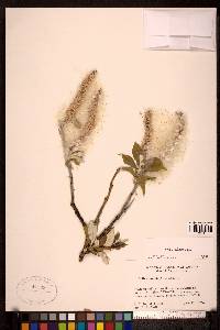 Salix alaxensis image