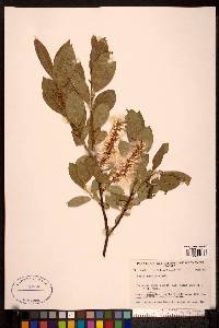 Salix commutata image