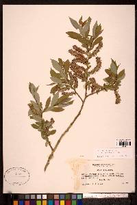 Salix lutea image