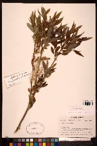 Salix lutea image