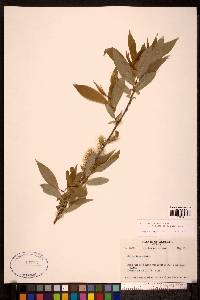 Salix lutea image