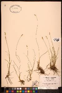 Carex vallicola image