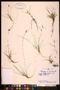 Carex viridula image