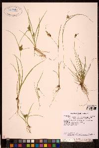 Carex viridula image