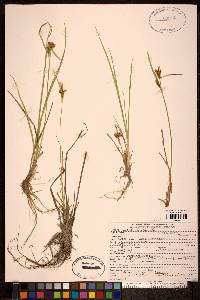 Carex viridula image