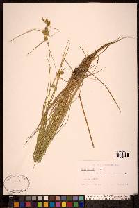 Carex viridula image