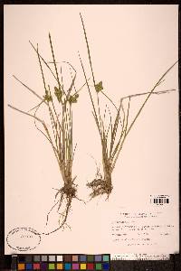 Carex viridula image