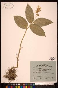 Maianthemum japonicum image