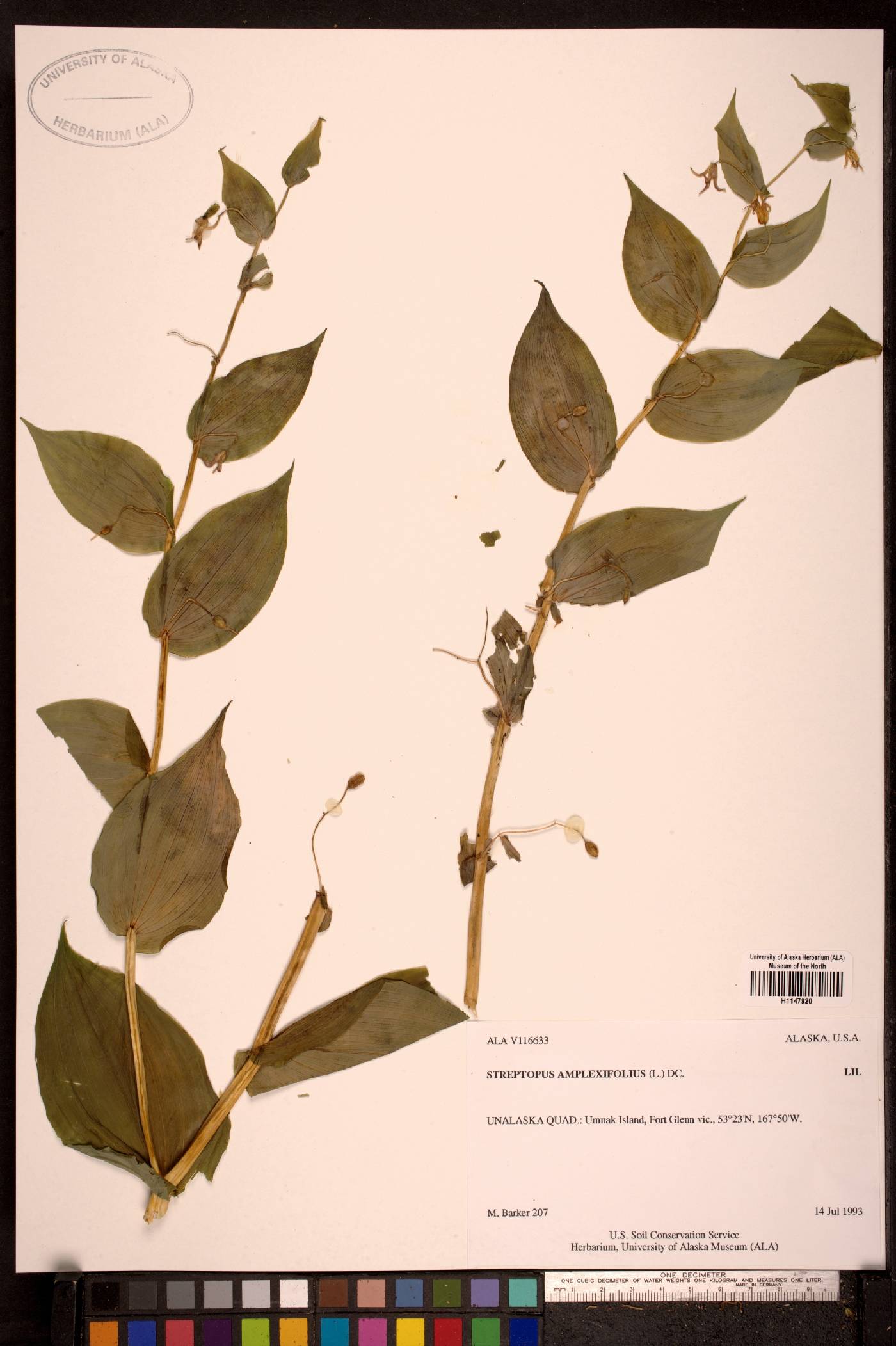 Streptopus amplexifolius image