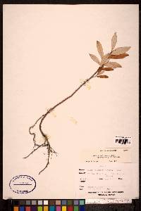 Salix alaxensis var. longistylis image