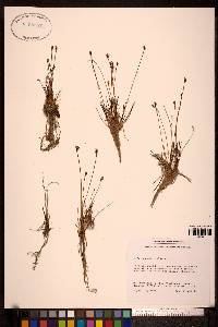 Juncus biglumis image