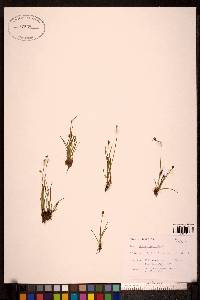 Juncus biglumis image