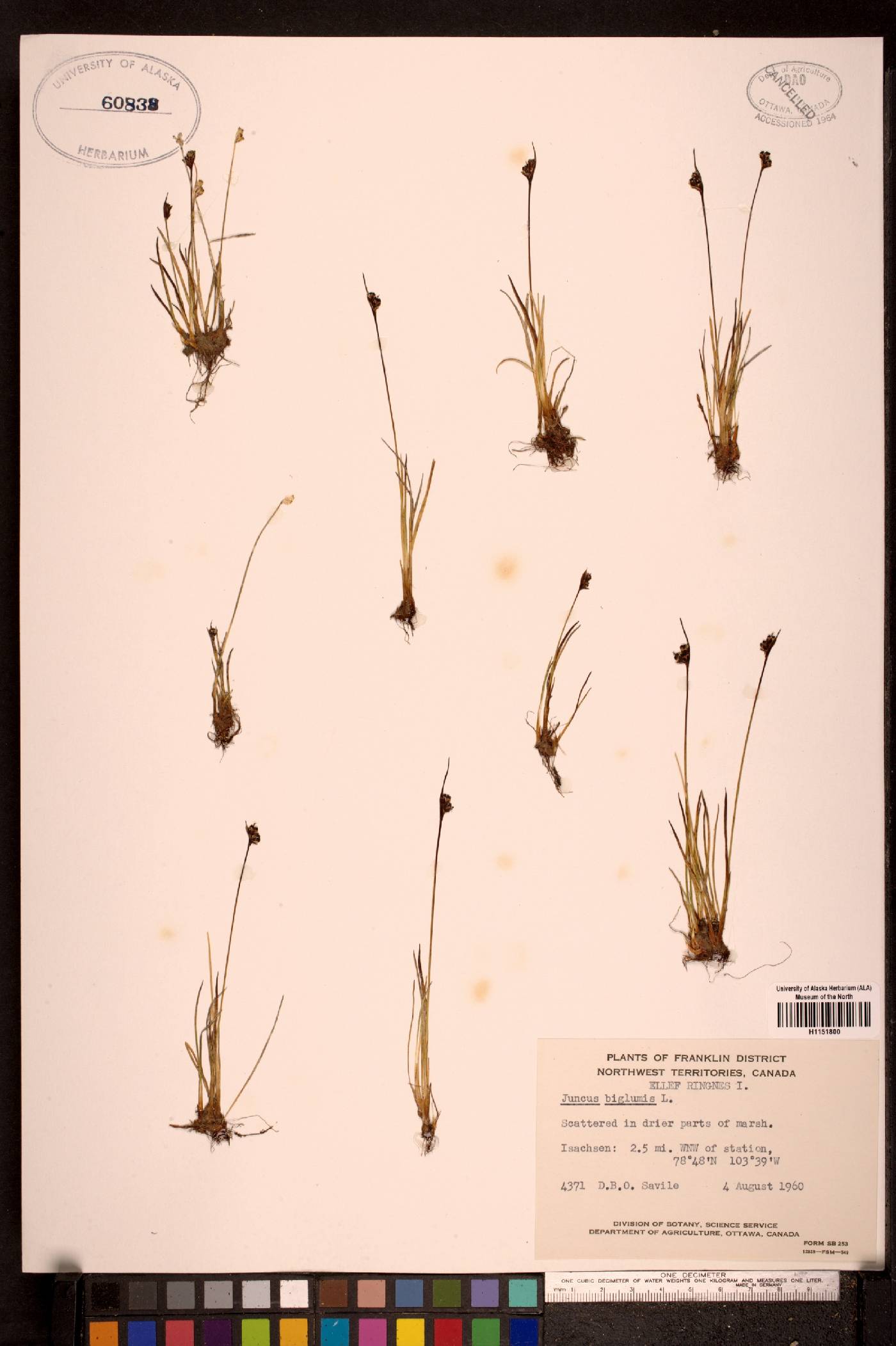 Juncus biglumis image