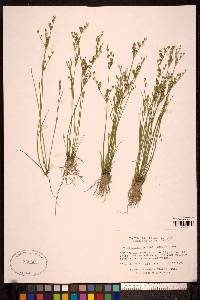 Juncus brevicaudatus image