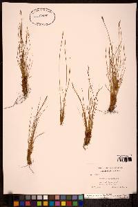 Kobresia myosuroides image