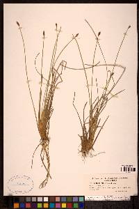 Eleocharis ovata image