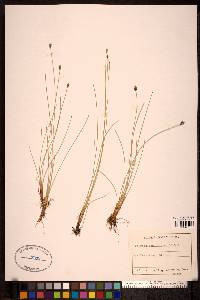 Eleocharis quinqueflora image