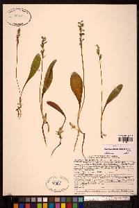 Platanthera obtusata image