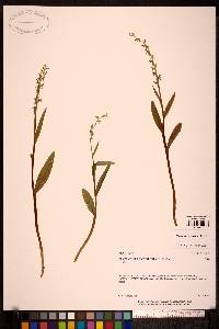 Platanthera stricta image