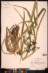 Scirpus sylvaticus image