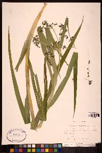 Scirpus sylvaticus image