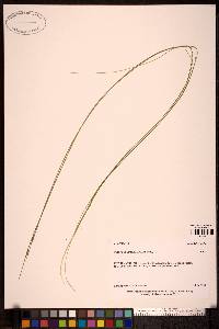 Schoenoplectus subterminalis image