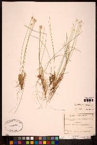 Trichophorum alpinum image