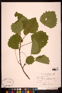 Populus grandidentata image