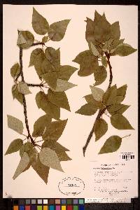 Populus balsamifera image