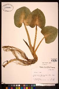 Calla palustris image