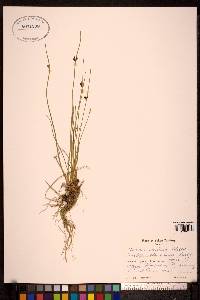 Juncus arcticus image