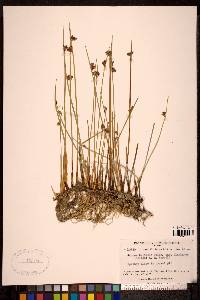 Juncus arcticus image