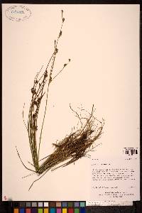 Juncus alpinoarticulatus image