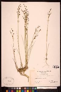 Juncus alpinoarticulatus image