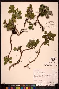 Salix arctica image