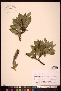 Salix arctica image