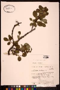 Salix arctica image