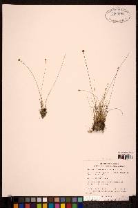 Juncus albescens image