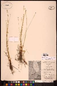 Eleocharis uniglumis image