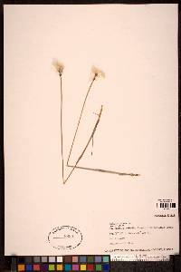 Eriophorum chamissonis image