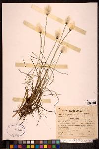 Eriophorum chamissonis image