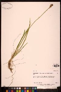 Triantha occidentalis subsp. brevistyla image
