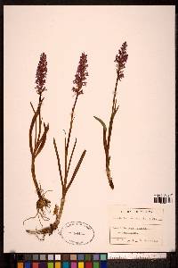 Gymnadenia conopsea image