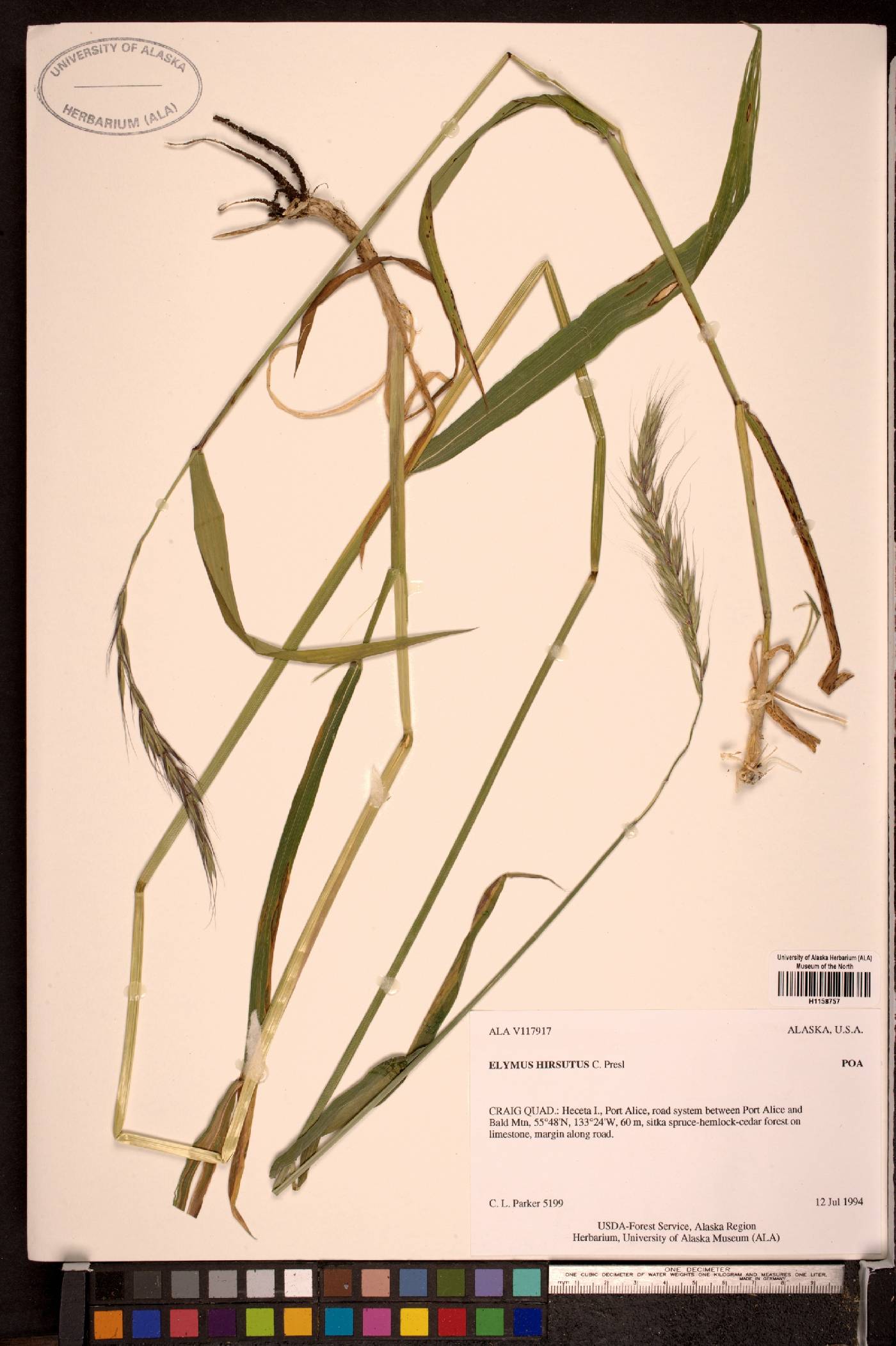 Elymus hirsutus image