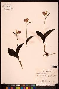 Cypripedium guttatum image