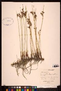 Juncus arcticus image