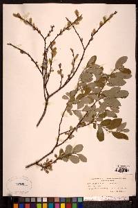 Salix aurita image