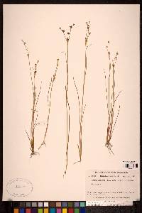 Juncus alpinoarticulatus image